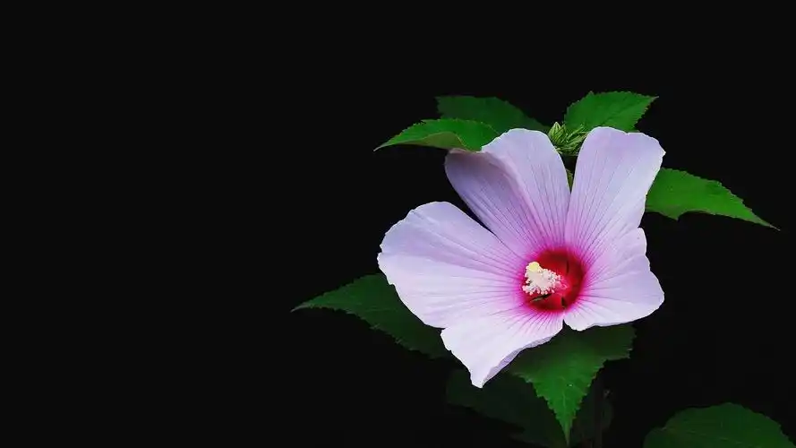 1920x1080分辨率高清护眼壁纸那些花儿6张