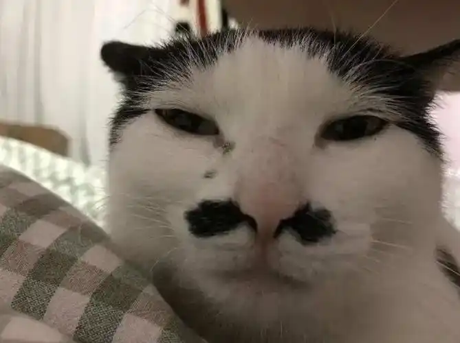 有长相丑的,主要指脸,还有不少花纹丑的,毛色丑的,表情神态丑的