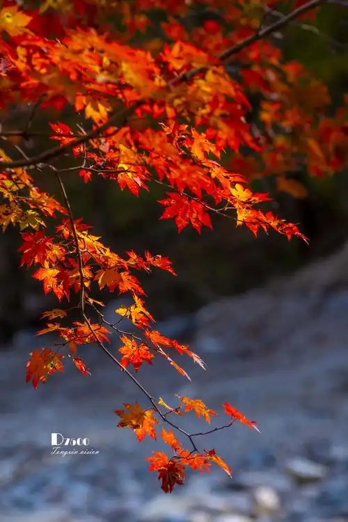 留住美丽秋天#——枫叶正当时