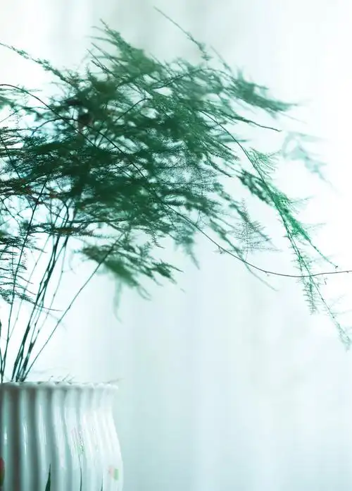 文竹具有纤细秀丽,翠云层层,有枝有节,文雅潇洒的自然之美