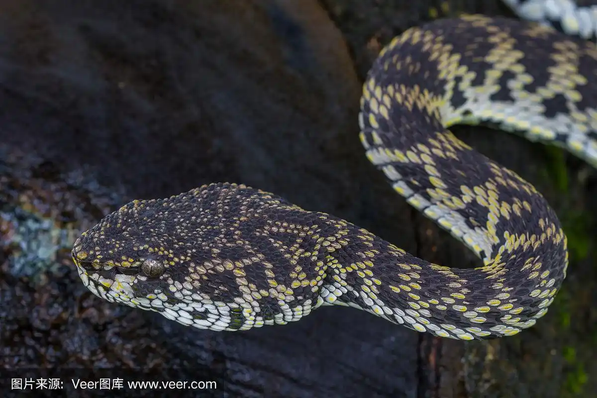 红树林pitviper蛇的特写