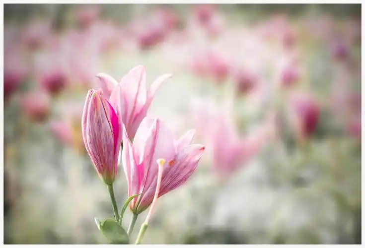 粉色百合花的花语和寓意 写百合花的优美短句 - 汽车时代网