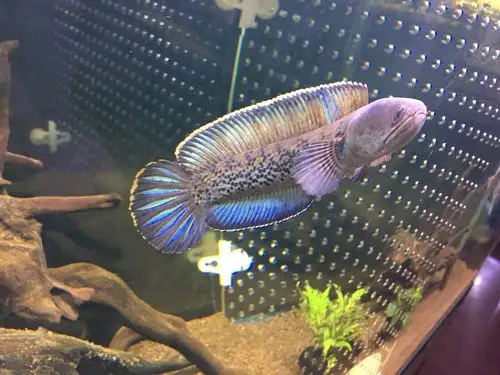 论坛 69 观赏鱼 69 雷龙斗鱼 69 购光头流氓蓝宝石三周汇报