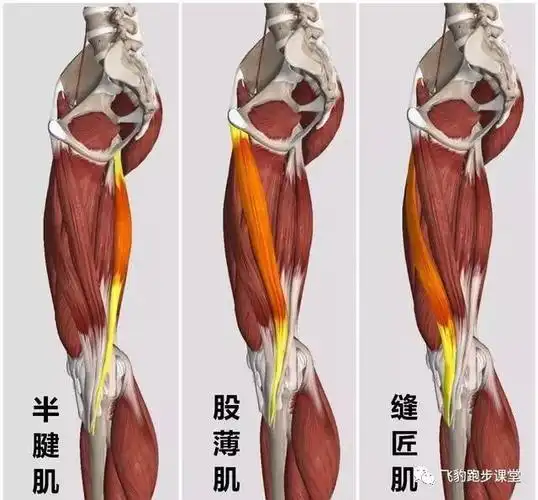 "鹅足"炎特点"鹅足"是指膝盖的一个部位,三条肌腱(缝匠肌,股薄肌,半腱