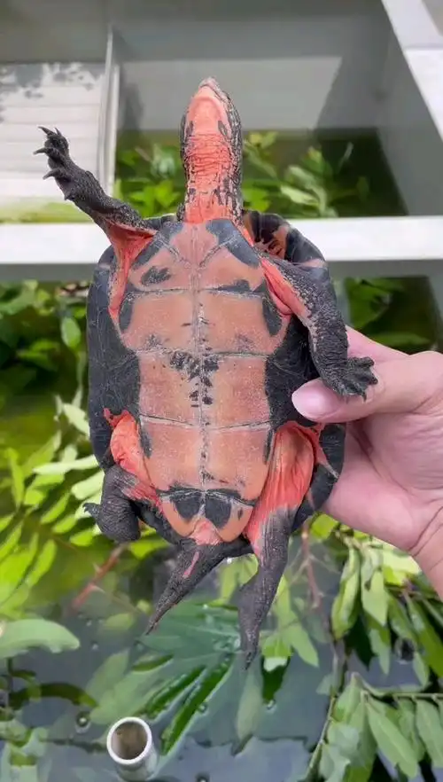 黑颈龟#极品黑颈公,1斤重