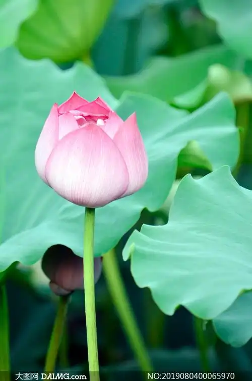 含苞待放的荷花和荷叶摄影图片