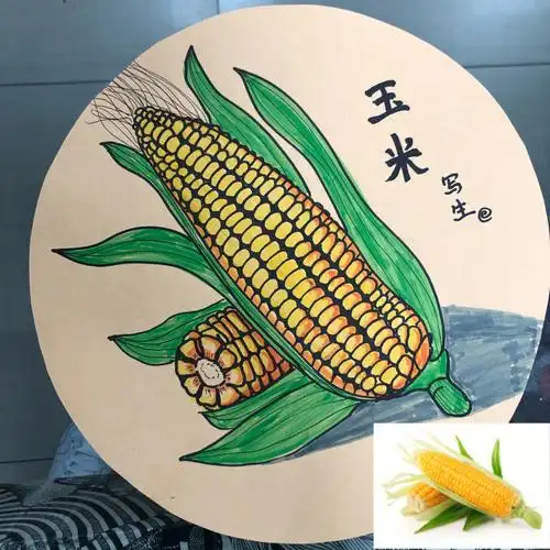 玉米写生幼儿园大班小学一年级