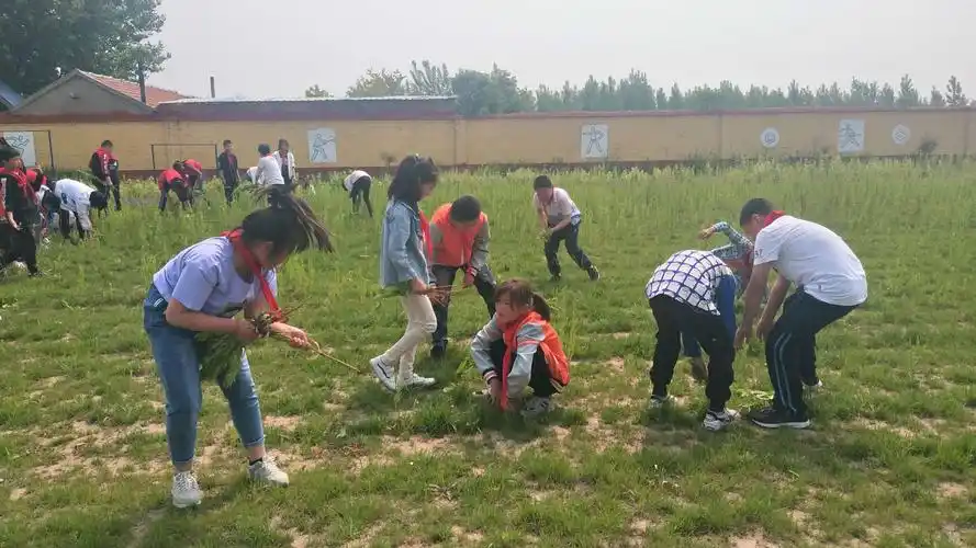 柴沟镇王柱小学组织了全校学生进行"爱我校园,美化环境"义务拔草活动