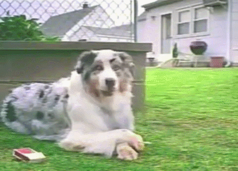 这一幕传网上,网友说:这狗成老烟枪,连弹烟灰都那么的专业.