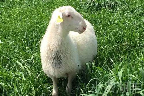 湖羊养殖基地专业供应湖羊种羊