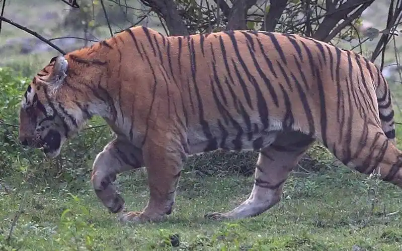 卡齐兰加虎王kzt085的犯案现场 犀牛和亚成年雄虎死于非命