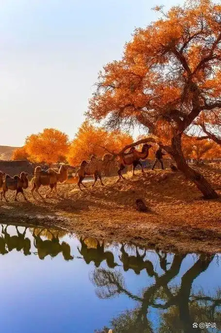 额济纳胡杨林最美的季节就要来了,额济纳四大胡杨林怎么选?