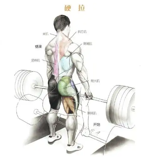 健身教程:图解背部肌肉群锻炼方式