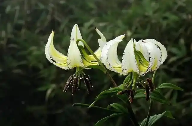诗一首:野百合花_网易订阅