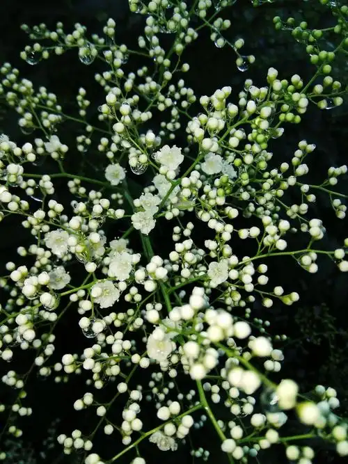 挂满水珠的珍珠梅