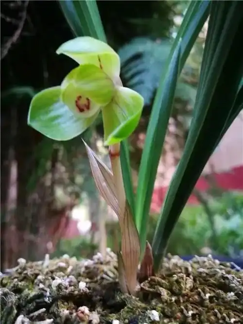 春兰极品荷瓣神话