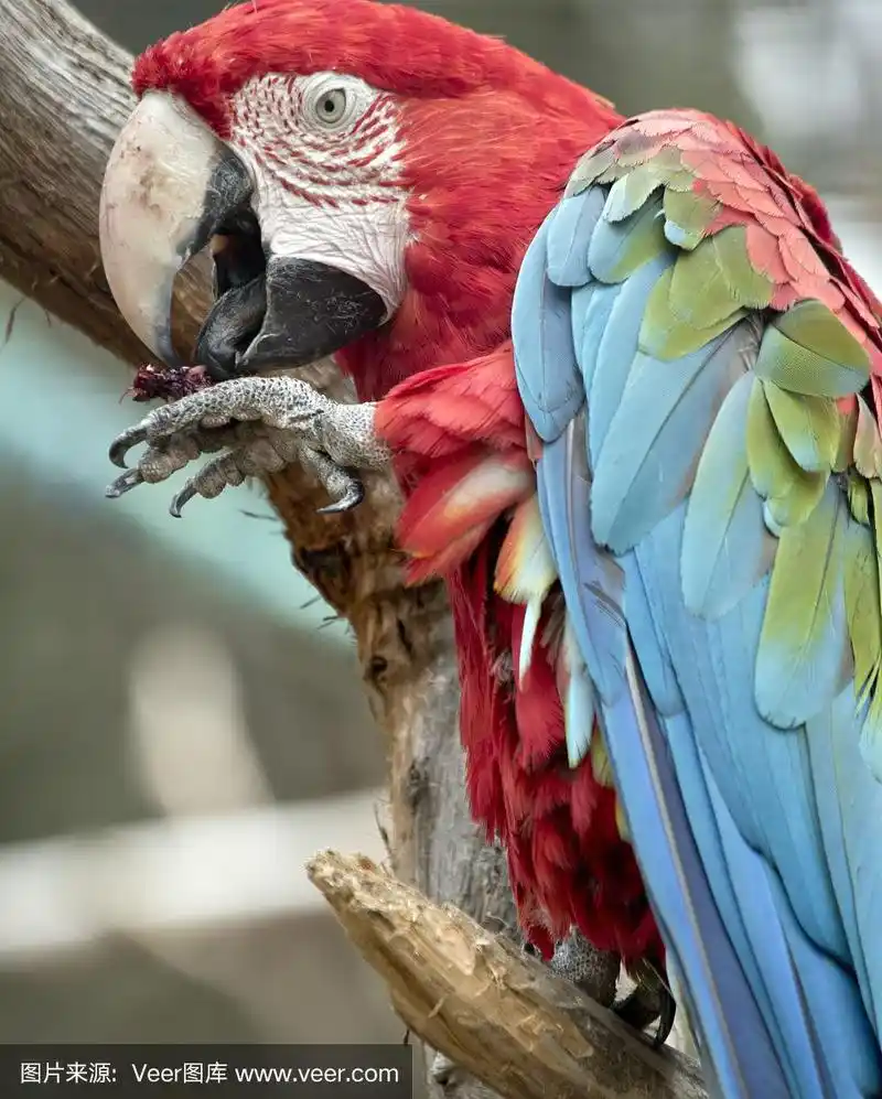 金刚鹦鹉,红色,绿色,侧面视角,濒危物种