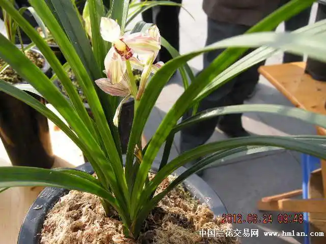 四川春剑新品复色:欣卉彩荷:特价0起拍 - 中国兰花交易网