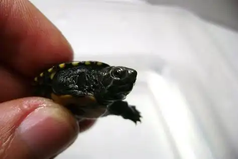 刚出生的乌龟有多长