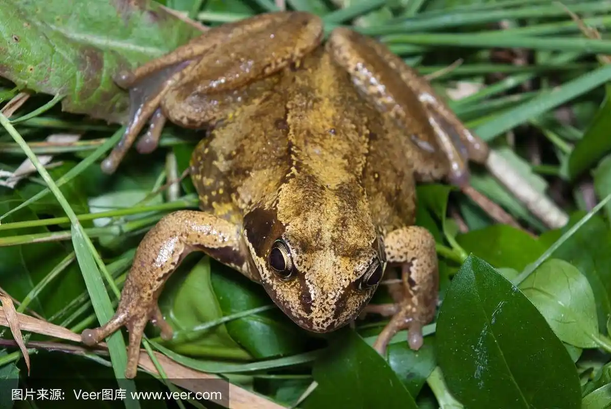 常见的青蛙