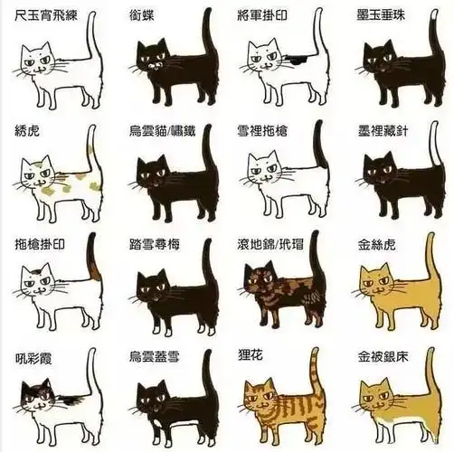 网络神图 猫毛色命名