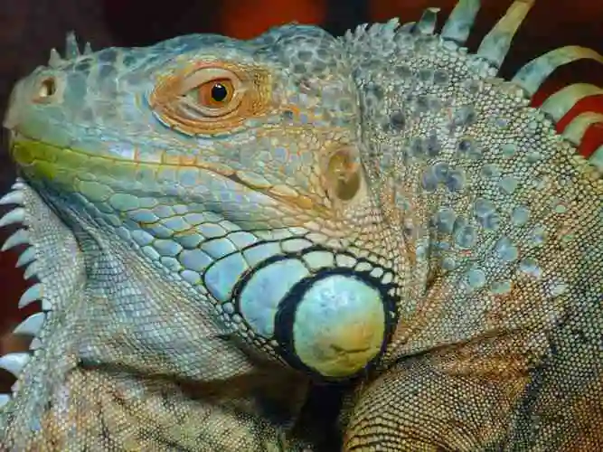 自然, 宠物, 野生动物, 变色龙, 动物, 爬行动物, 蜥蜴, 五颜六色