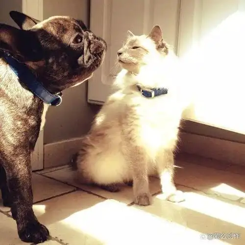 一只猫和一条狗的搞笑故事