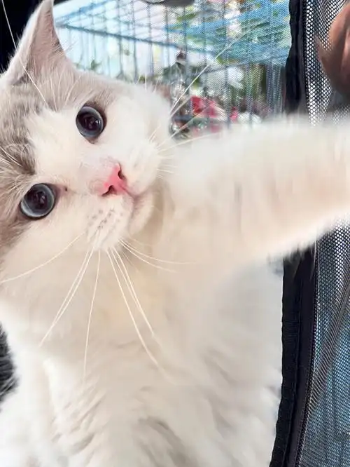 布偶猫宠物级成年蓝双弟弟找家