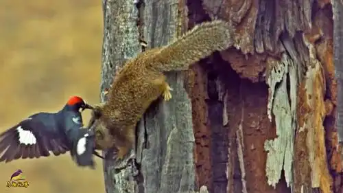 啄木鸟藏橡子有多丧心病狂电箱塞满橡子连房子都变它的贮藏柜