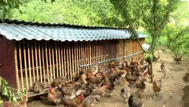 长顺乡村解锁脱贫密码小小鸡舍铺就致富路