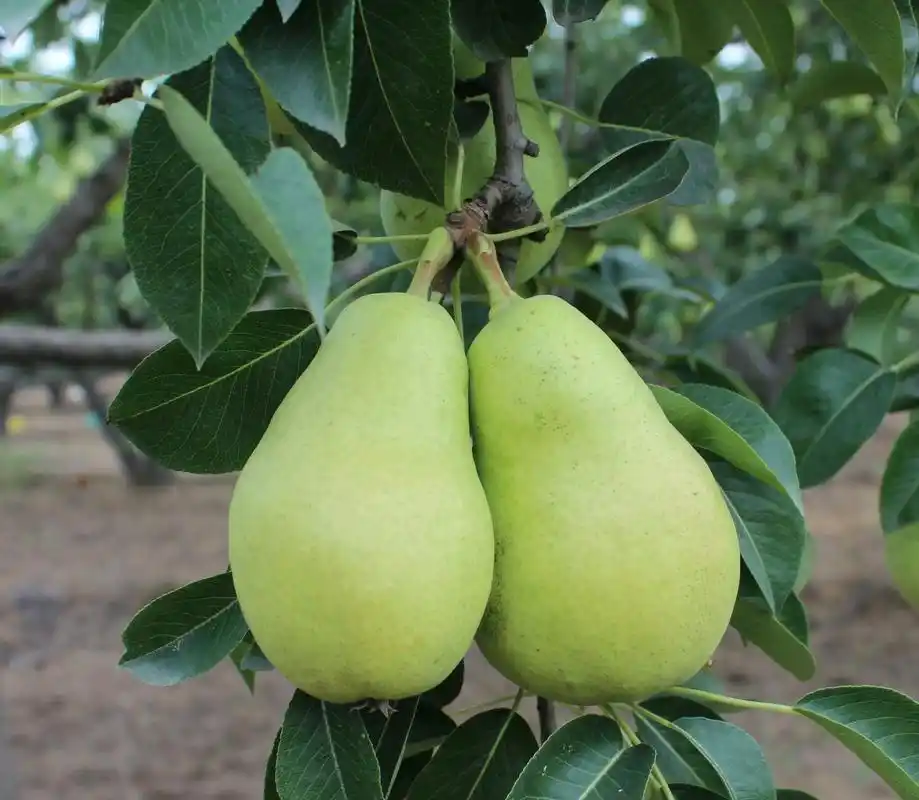 香蕉梨刚从树上采摘下来后,果子还非常的硬,但是放置6-7天后,就变得又