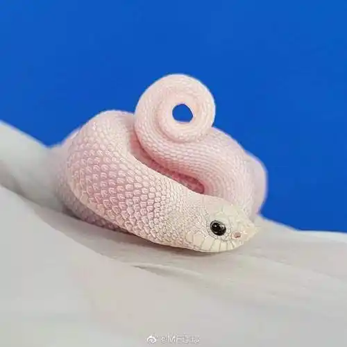 猪鼻蛇##宠物蛇##猪鼻蛇美图集