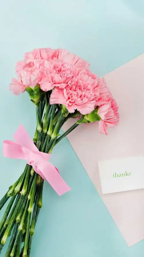 她的康乃馨,高清图片,手机壁纸