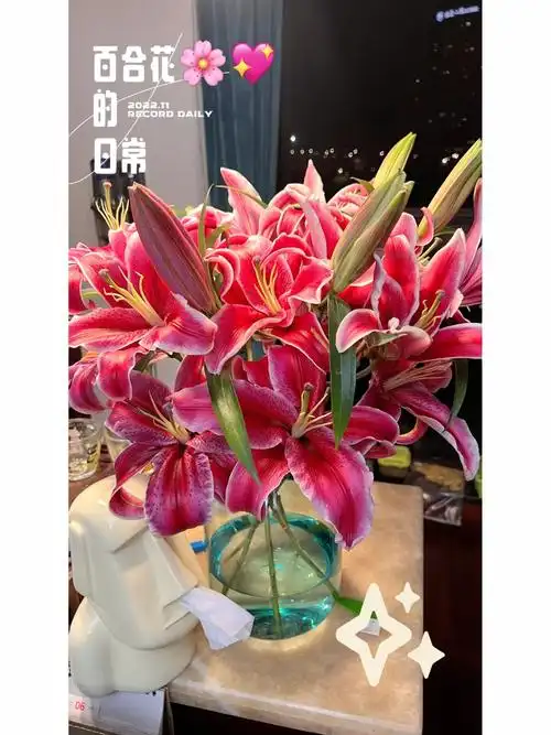 爆瓶的卡瓦娜百合花大满足