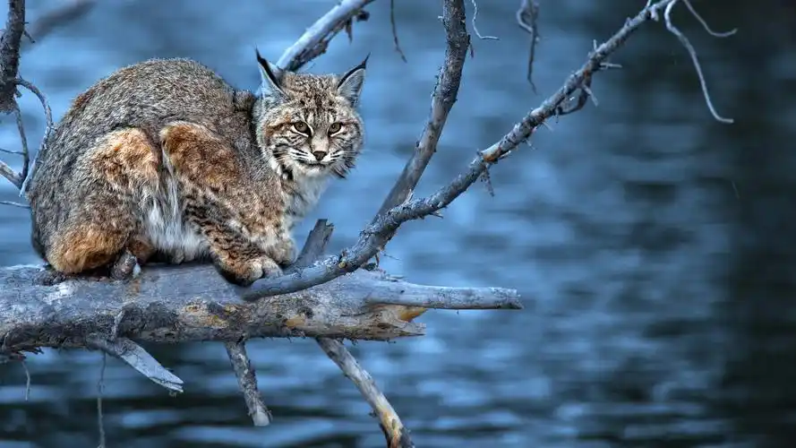 水,树枝,食肉动物,猞猁,看看 壁纸 - 1920x1080