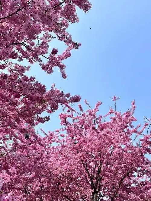 好好看呀,这个地方真的太日系  手机就能拍出这么好看的照片你敢信