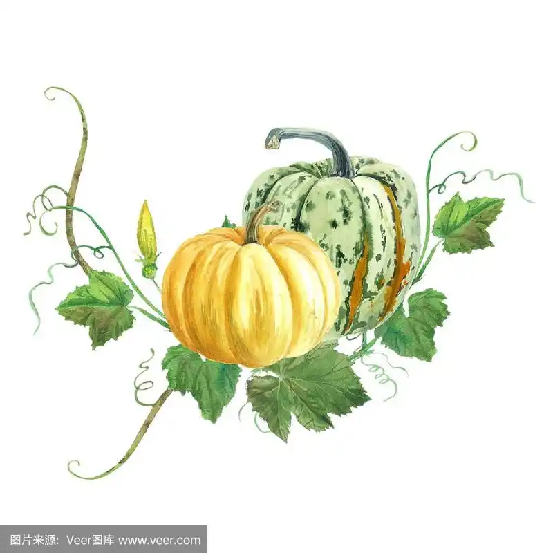 南瓜画在水彩.