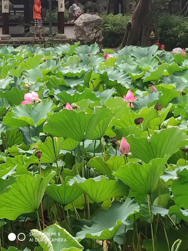 公园的荷花基本都谢了,但睡莲依旧在水中央像婷婷玉立的少女伸展 - 抖