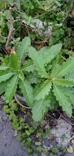 这种叶子有刺的是什么植物呀