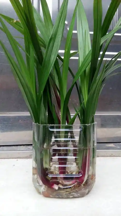 昨天刚买的,2块钱一支,老板说是兰花.