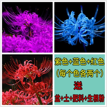 6个彼岸花种球 盆 土 肥 生根粉 四季彼岸花种子曼珠沙华植物盆栽