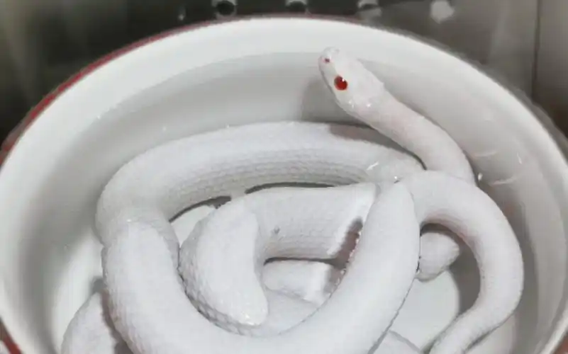 玉米蛇白蛇入浴