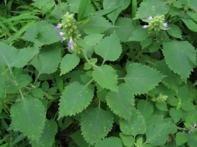 广防风是一种怎样的植物?