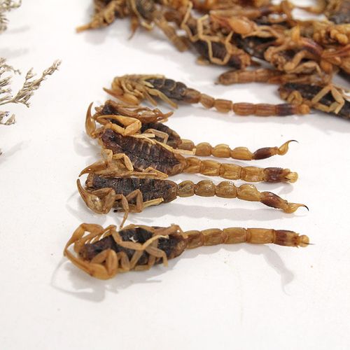 全蝎干中药材全虫100g清水蝎子全干货可磨粉另有水蛭蜈蚣【图片 价格