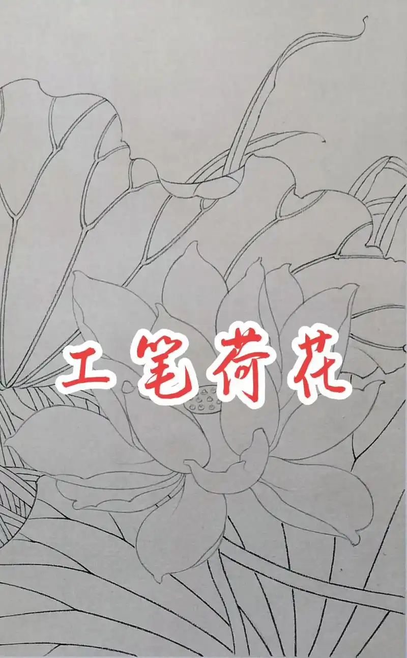 荷花线描稿已完成,下一步上颜色,欢迎大家来我直播 - 抖音