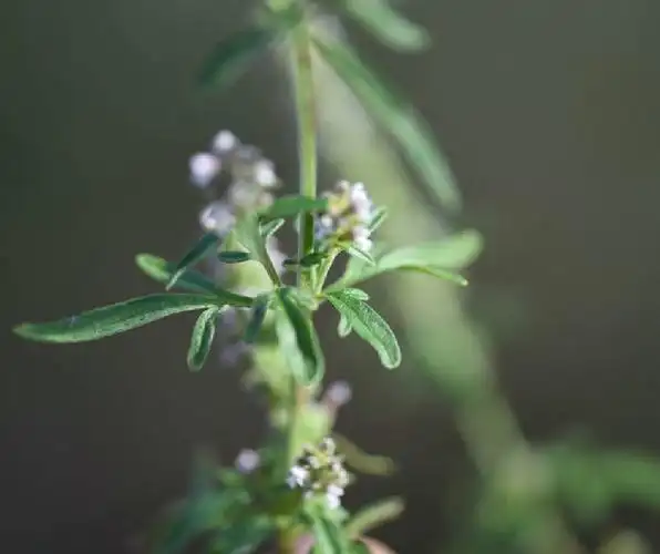briq.)是唇形科,裂叶荆芥属植物.