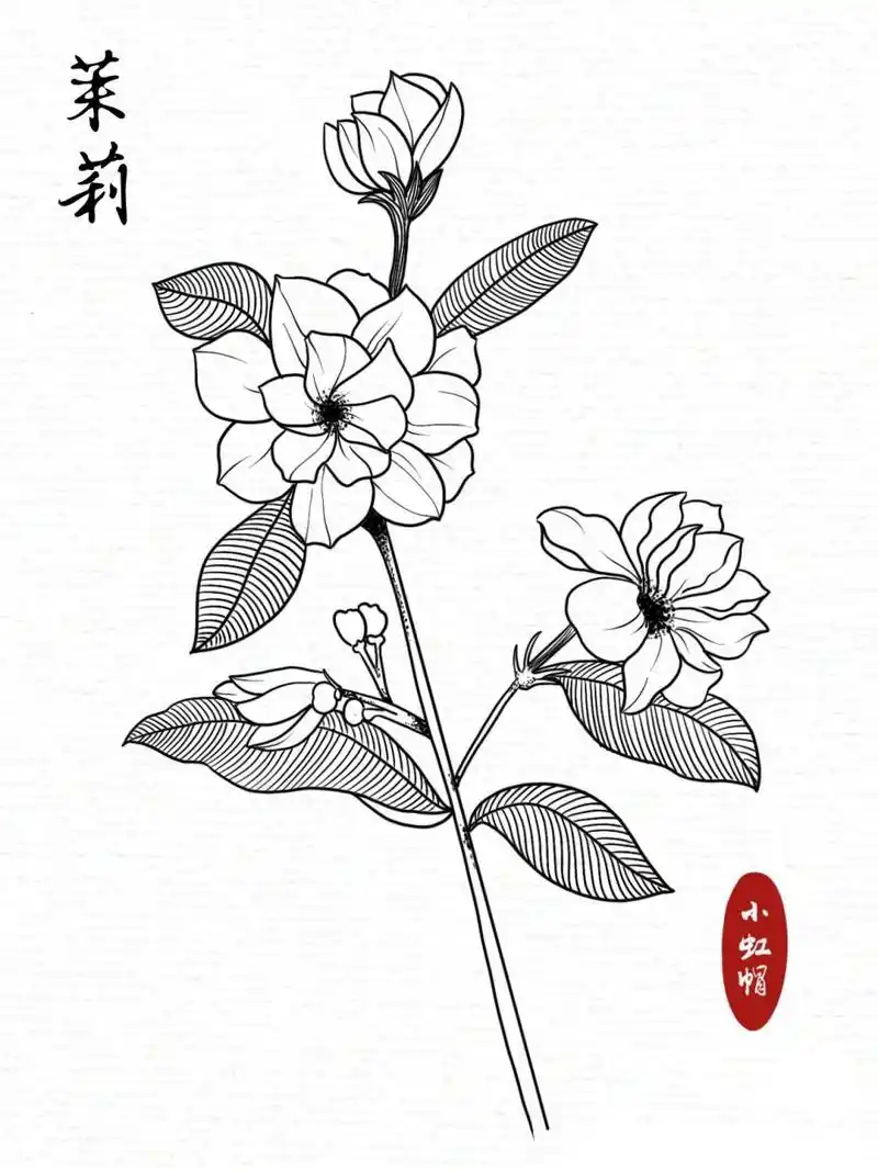线描练习|花卉线稿|茉莉花(附过程) 自学画画part 1 :控笔77花卉