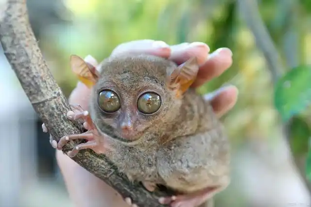 已知的最小的猴类:眼镜猴