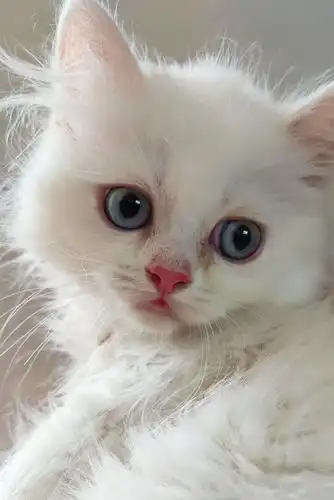 刚刚两个月的宝宝,父亲是冠军血统的起司高地,母亲纯白英短,生了三个