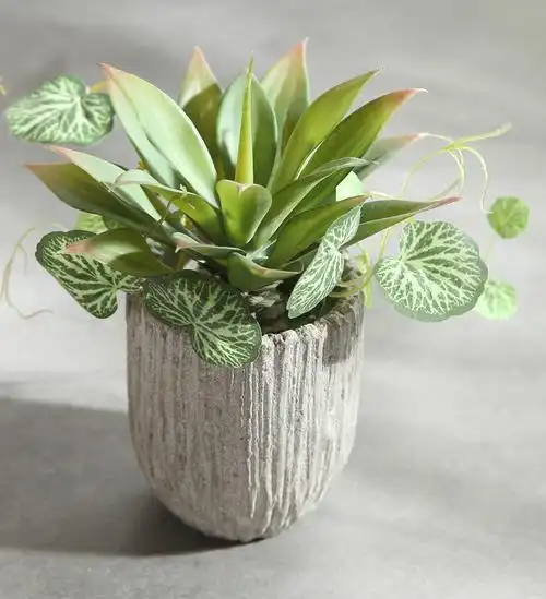 鲜花花卉盆栽室内多肉植物发财树巴西木兰花陶瓷花盆